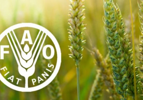 FAO iyun ayı üçün ərzaq qiymətlərinin indeksini açıqlayıb FAO iyun ayı üçün ərzaq qiymətlərinin indeksini açıqlayıb