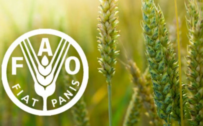 FAO releases Food Price Index for June