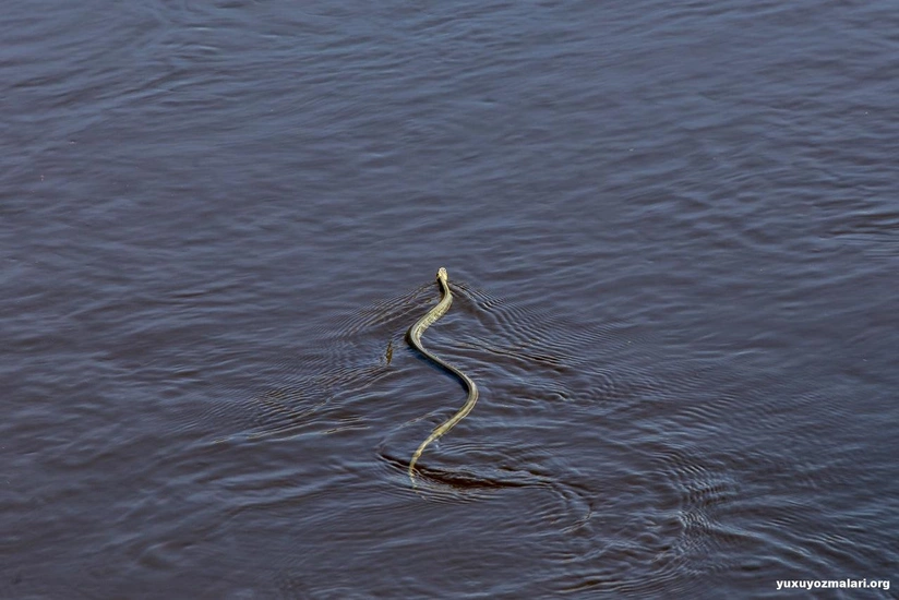 Zooloq: Gürzə ilanından başqa, digərlərinin suda olması insanlar üçün təhlükə yaratmır