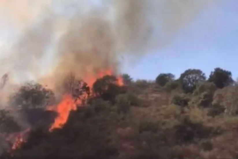 Xaricdəki azərbaycanlı gənclər ermənilərin Laçında meşəni yandırmasını pisləyib