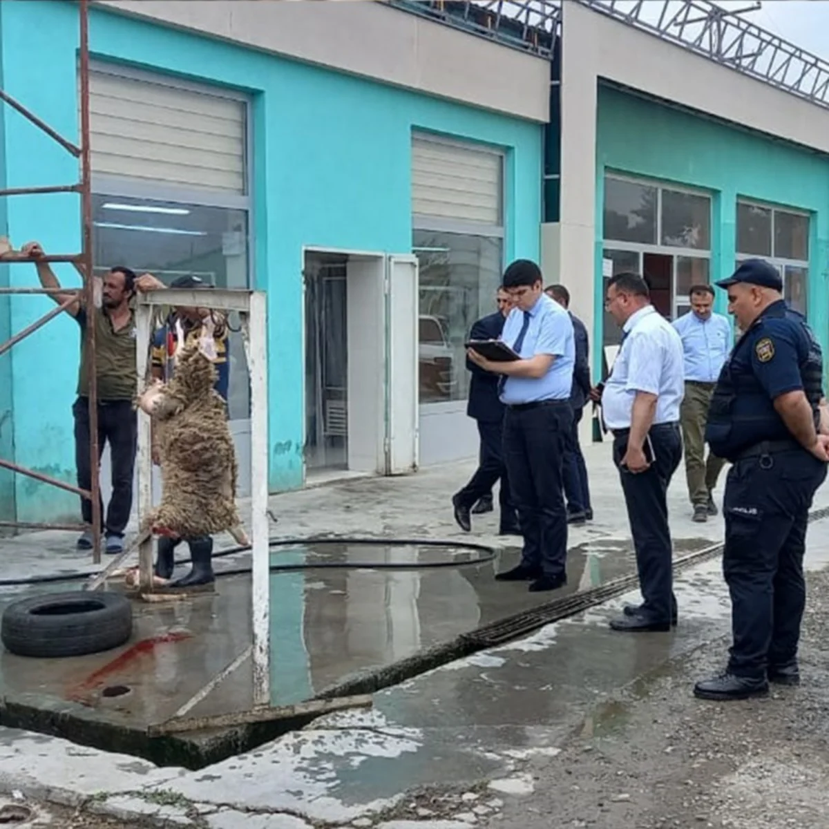 AQTA 15 qanunsuz heyvan kəsimi məntəqəsi aşkarladı - SİYAHI