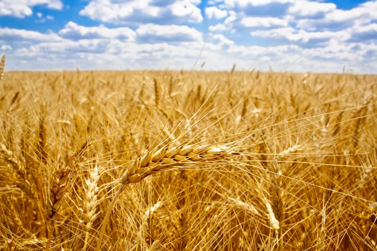 Neftçalada 33 min hektara yaxın ərazidə taxıl əkilib