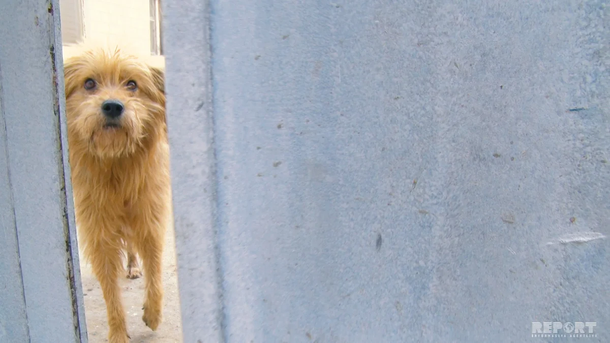 Bakıdakı it sığınacağından - VİDEOREPORTAJ