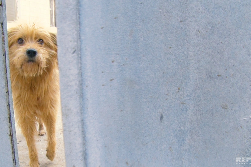 From dog shelter in Baku - VIDEO REPORT