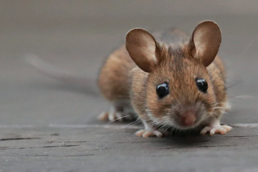 Alimlər ilk dəfə Seul virusunun siçanlardan insana keçməsini qeydə aldılar