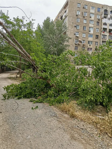Bakıda ağaclar qanunsuz kəsilib, araşdırma aparılır