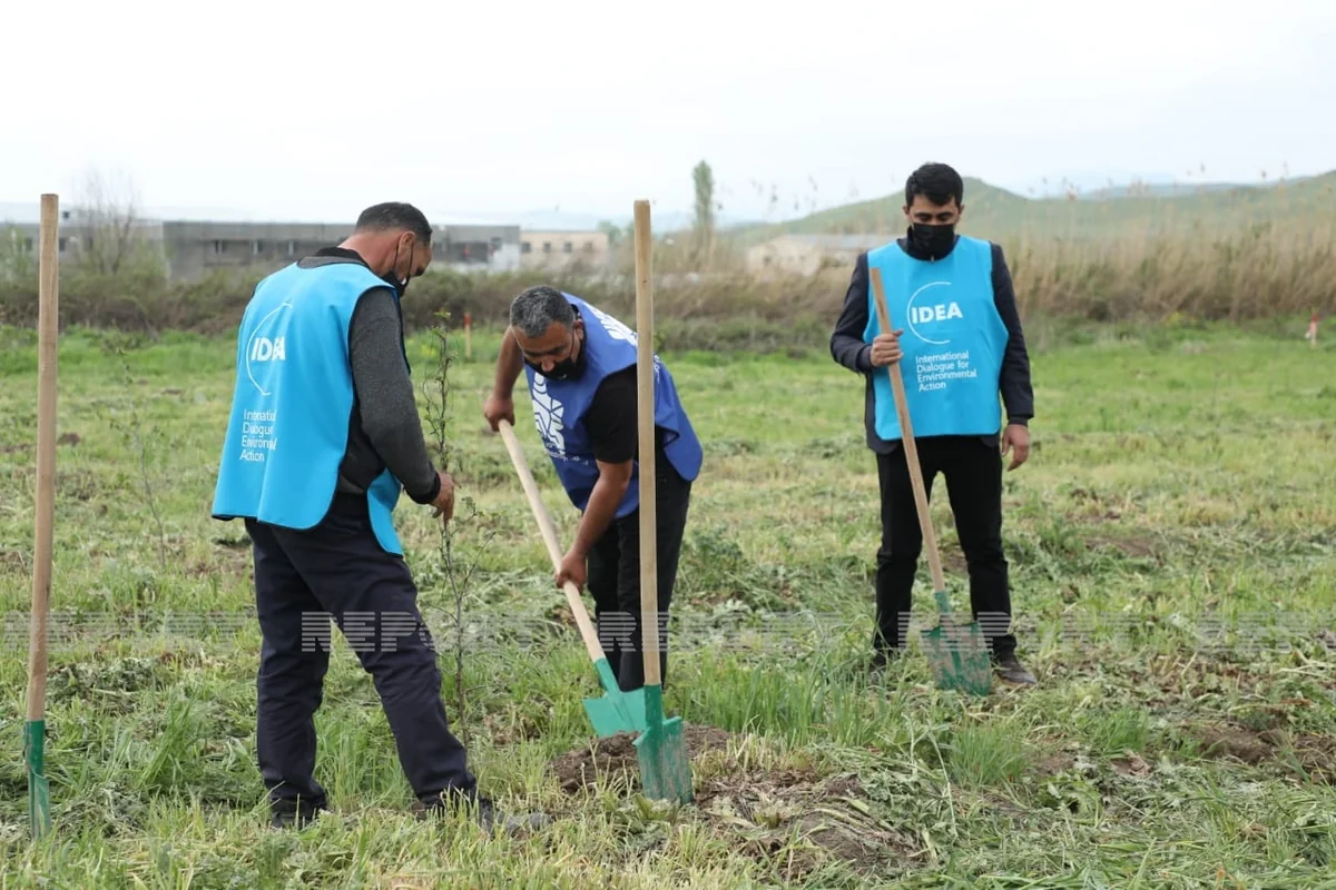 Qubadlıda 750-yə yaxın ağac əkilib