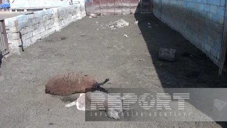 İmişlidə sahibsiz itlər xırdabuynuzlu heyvanları parçalayıb