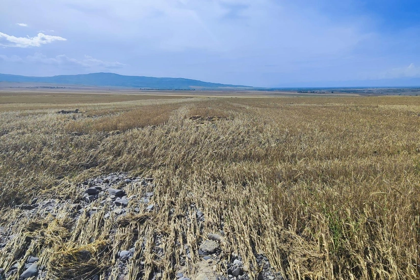 ASF: Bu il əkin sahələrinə dəyən zərərlərlə bağlı 7 minə yaxın müraciət daxil olub