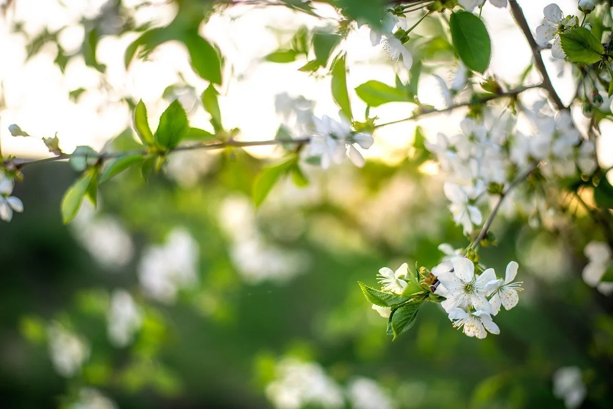 Прогноз погоды в Азербайджане на завтра