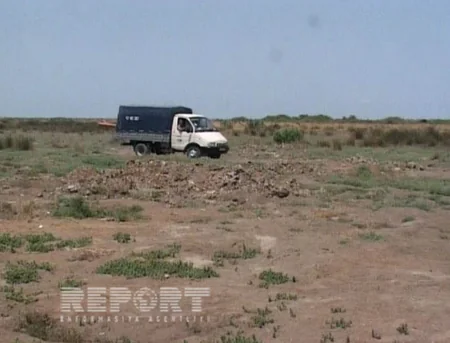 ​Neftçalada dənizə 130 min ədəd nərəcinsli körpə balıq buraxılıb - FOTO