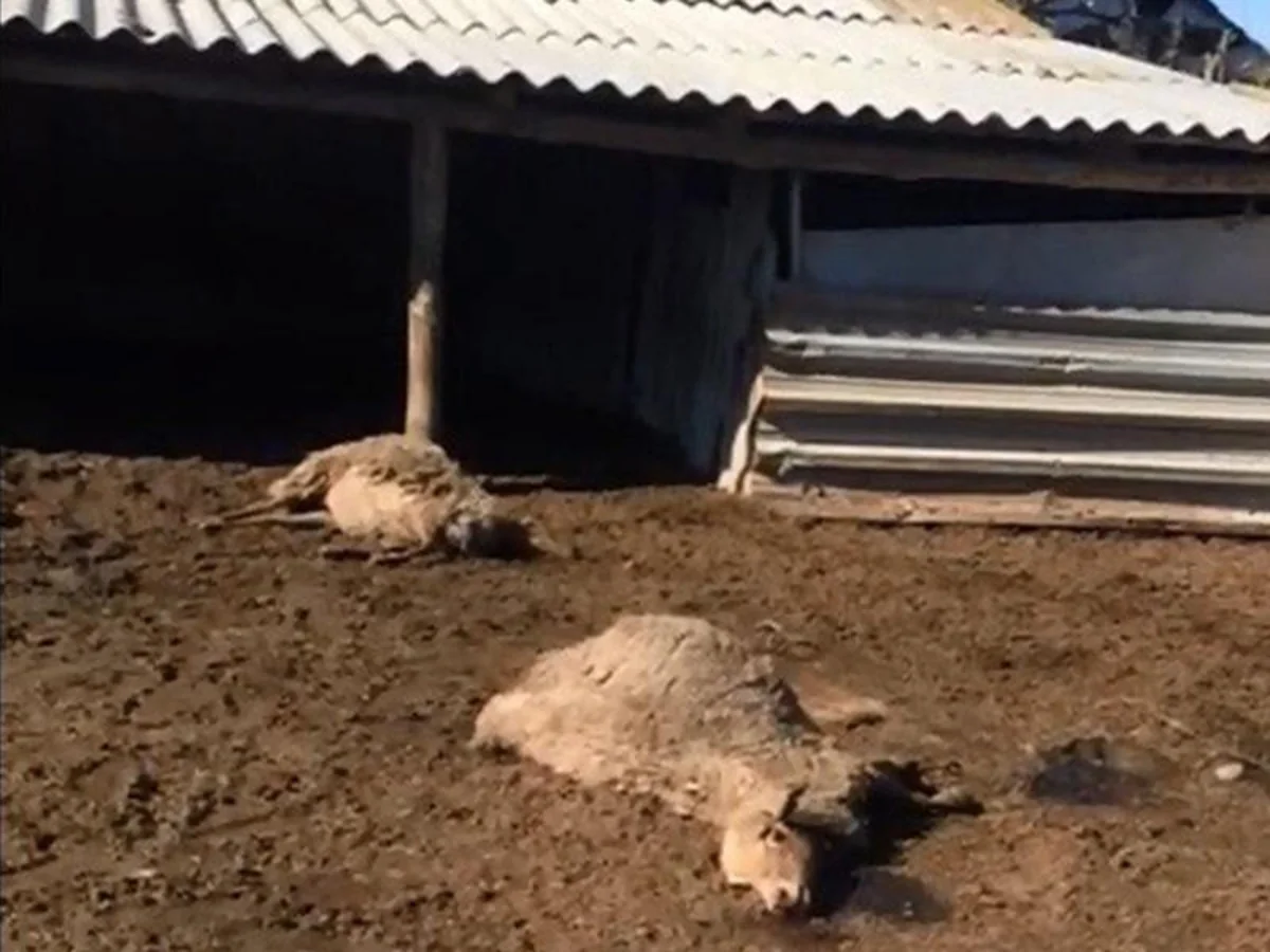 Cəlilabadda elektrik cərəyanı xırda buynuzlu ev heyvanlarını vuraraq öldürüb - VİDEO