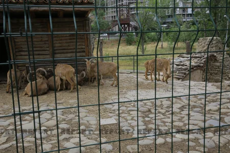 Tbilisi zooparkının sevimli və nəcib sakinləri - Azərbaycanın hədiyyəsi - VİDEOREPORTAJ