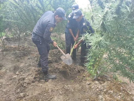 Salyan sakinindən külli miqdarda narkotik vasitə götürülüb