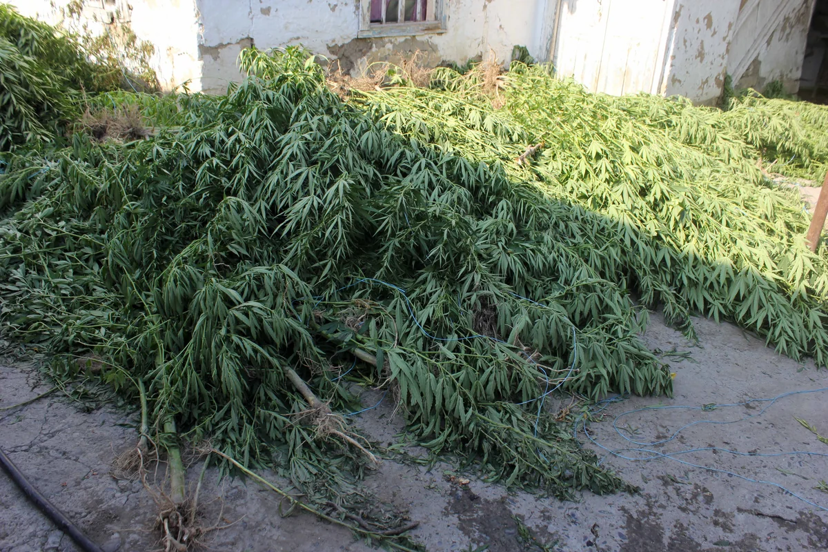 Yevlaxda çətənə bitkisinin satışı ilə məşğul olan şəxs saxlanılıb