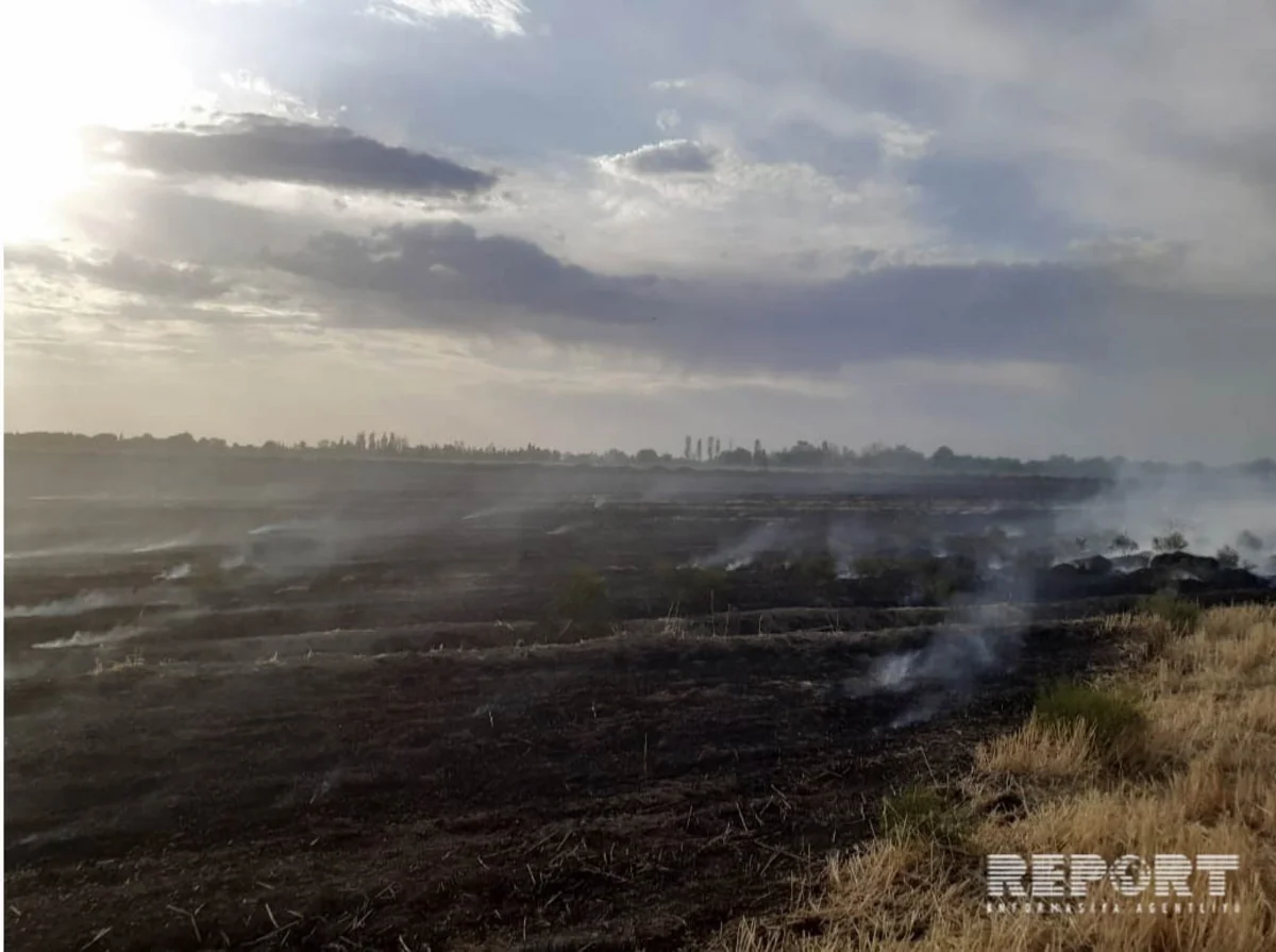 Şabran rayonunda biçilmiş taxıl sahəsi yanıb