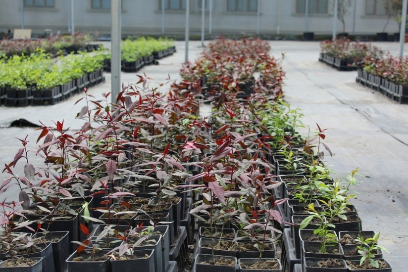 Azərbaycanda mikroklonal çoxaltma üsulu ilə artırılmış bitkilər əkilib