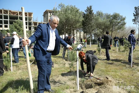 Sumqayıtda jurnalistlər ağac əkib