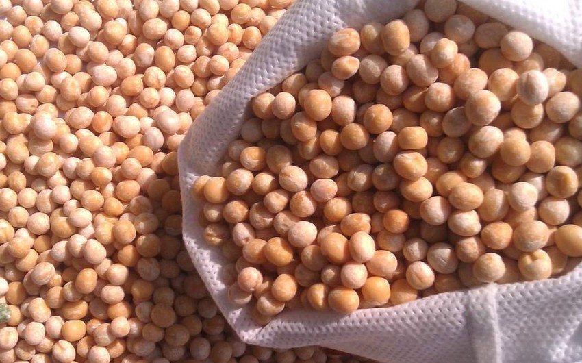 Ukraynadakı münaqişə noxud çatışmazlığına səbəb ola bilər