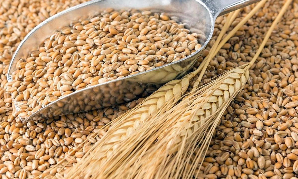 Georgia imposes one-year ban on export of wheat and barley