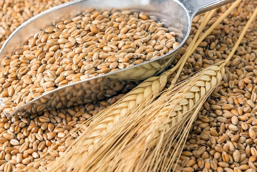 Dövlət Toxum Fondu ötən il Krasnodardan 340 ton elit buğda toxumu alıb