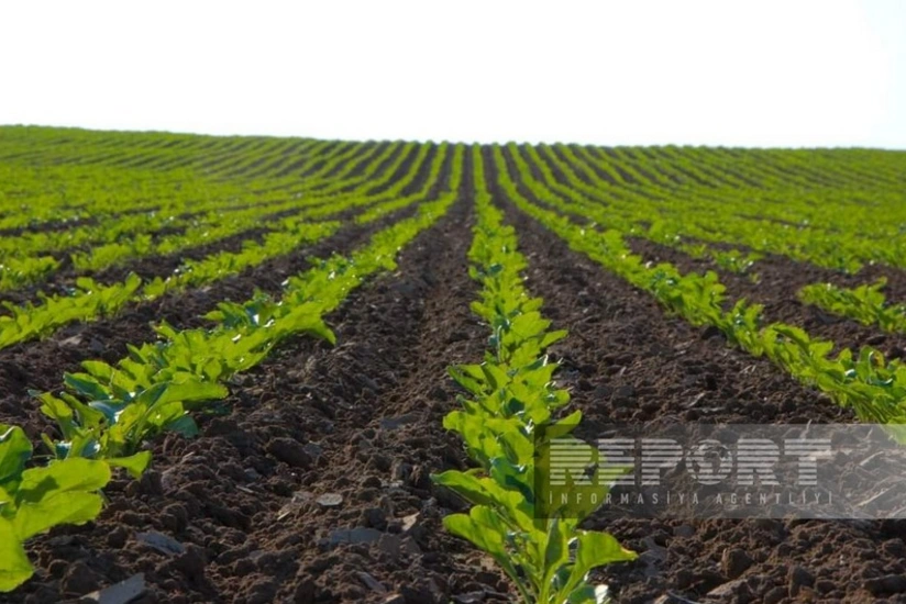 Bu il Salyanda 250 hektar sahədə şəkər çuğunduru əkilib
