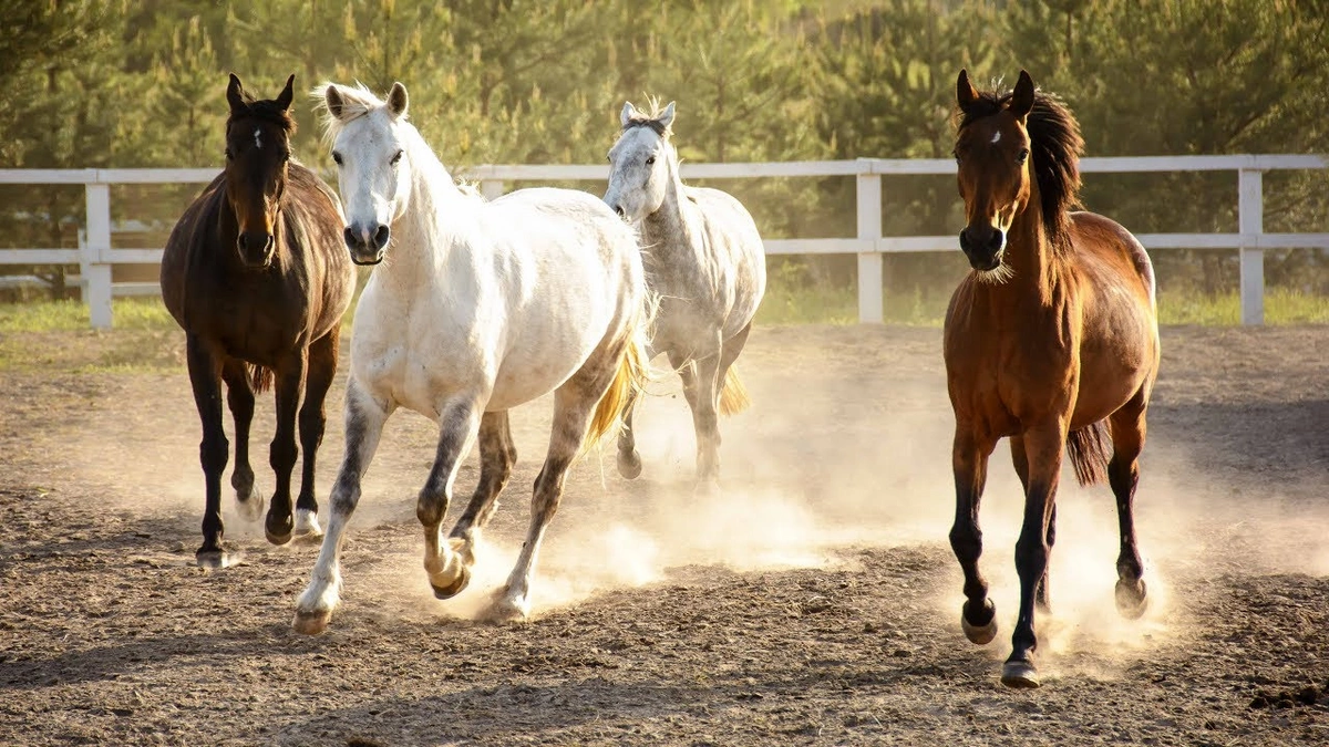 Azerbaijan starts importing horses from two more countries