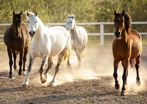 Azerbaijan starts importing horses from two more countries