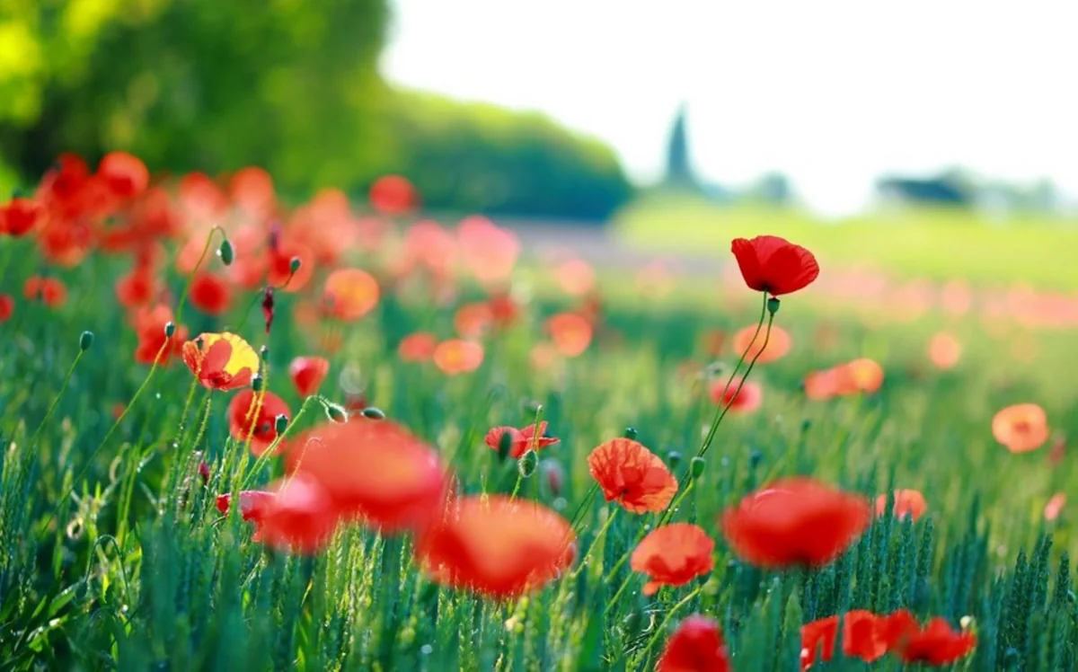 Bazar gününün havası açıqlandı