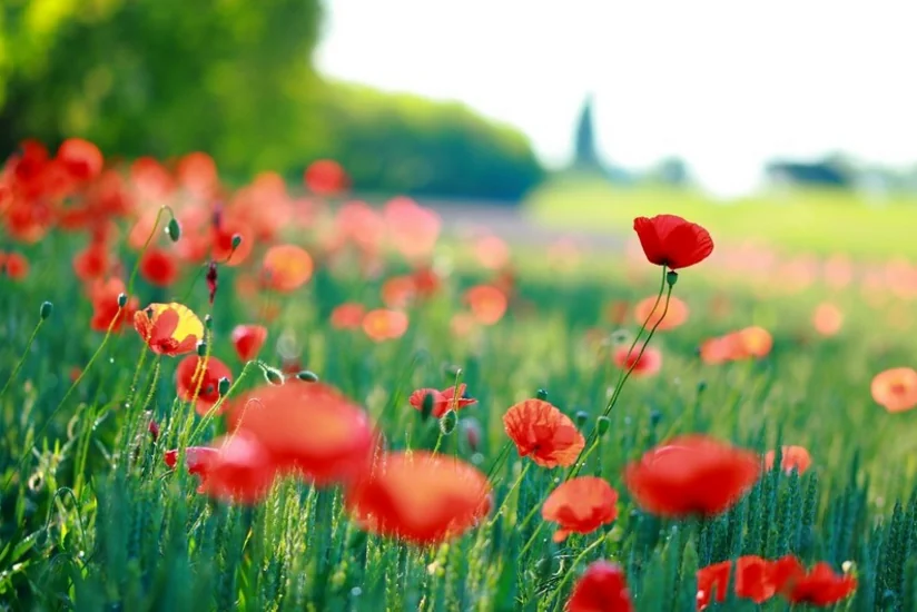 Bazar gününün havası açıqlandı