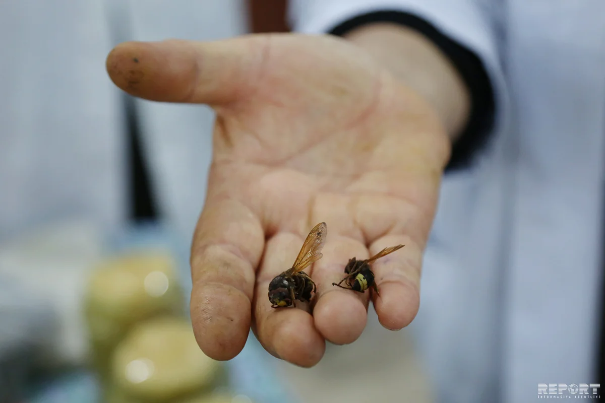 Arıçı: Zərərverici arılarla bağlı tədbir görülmür