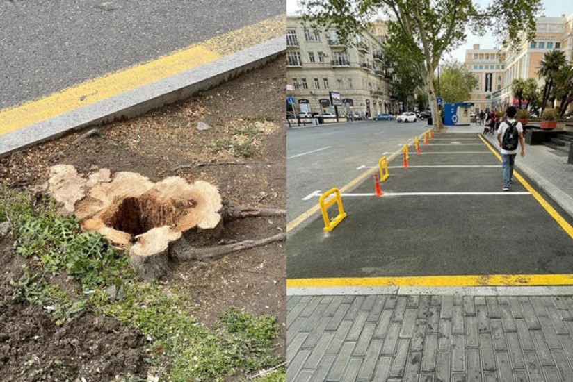 Руководство муниципалитета оштрафовано за вырубку деревьев в центре Баку
