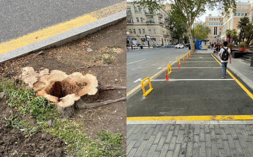 Руководство муниципалитета оштрафовано за вырубку деревьев в центре Баку