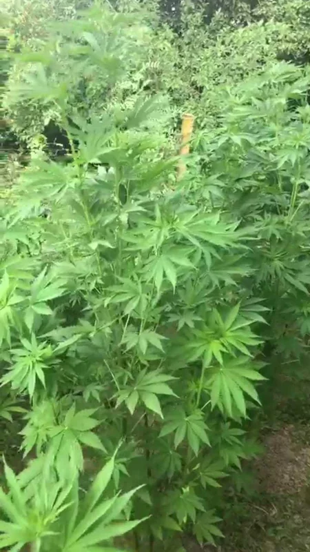 Saatlı sakinindən 278 ədəd çətənə kolu götürülüb