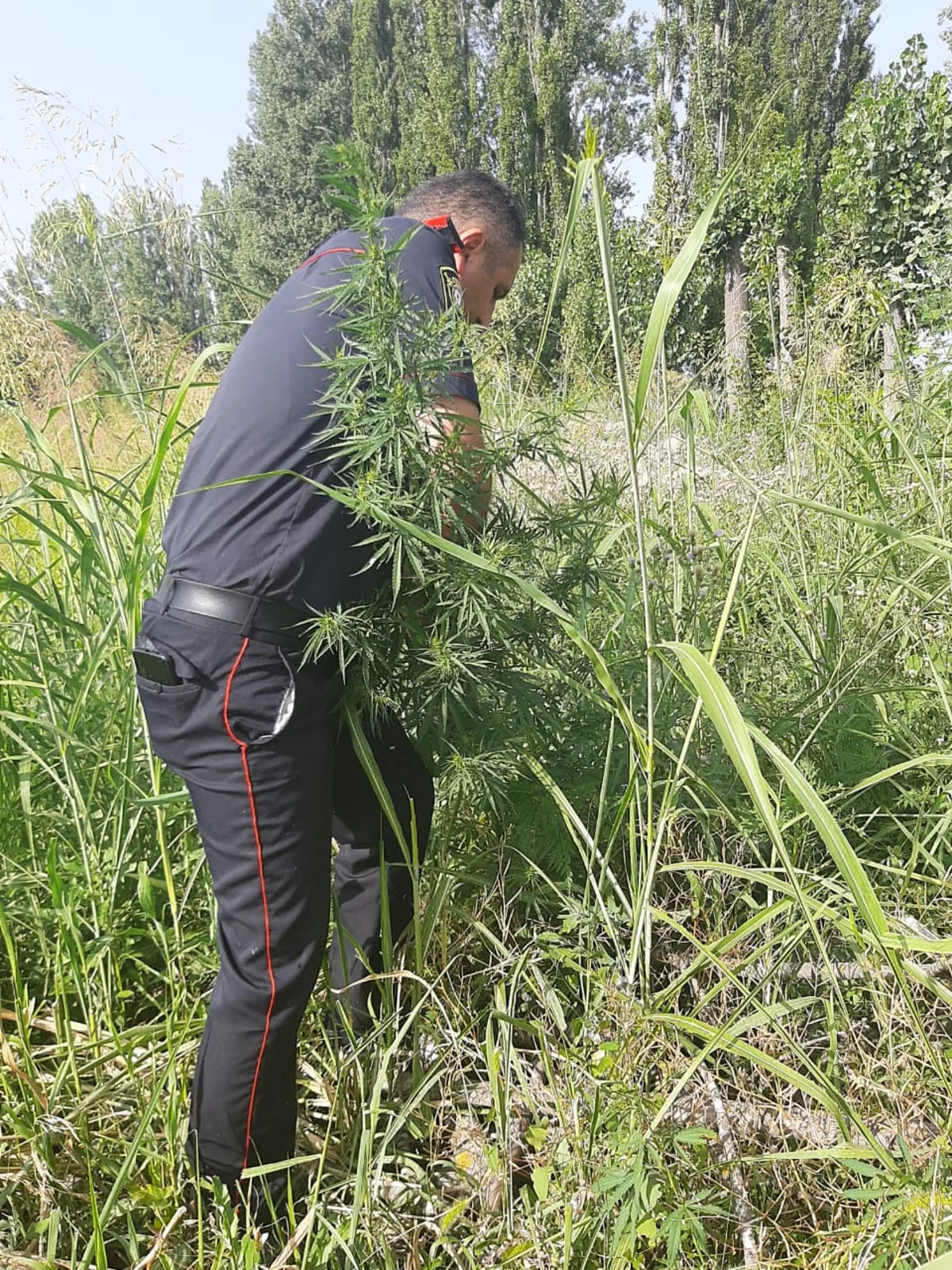 Zaqatalada 2 tona yaxın narkotik vasitə məhv edilib