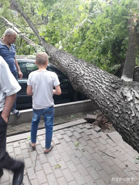 Güclü külək Bakının 6 rayonunda ağacları qırıb - FOTO