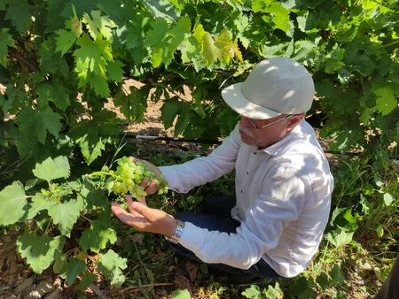 Aqrar Sığorta Fondu Şamaxıda dolu vuran üzüm bağına dəymiş zərəri hesablayır