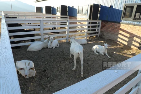 130 kq çəki, günə 6 litrə qədər süd - Laçındakı müasir keçi fermasından - REPORTAJ