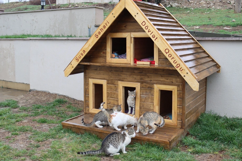 В Шуше создан приют для кошек