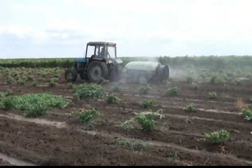 Muğan rayonlarının üzüm bağlarında ziyanvericilər yayılıb