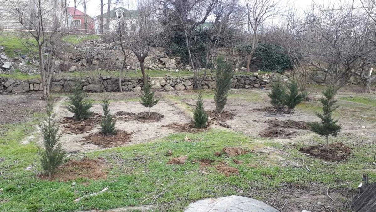 Bakı Şəhər İcra Hakimiyyəti ağac kəsilməsi ilə bağlı şikayəti araşdırıb