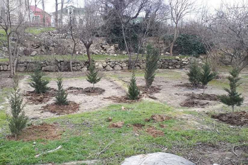 Bakı Şəhər İcra Hakimiyyəti ağac kəsilməsi ilə bağlı şikayəti araşdırıb