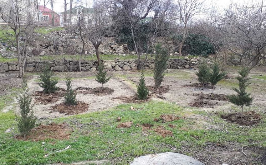 Bakı Şəhər İcra Hakimiyyəti ağac kəsilməsi ilə bağlı şikayəti araşdırıb