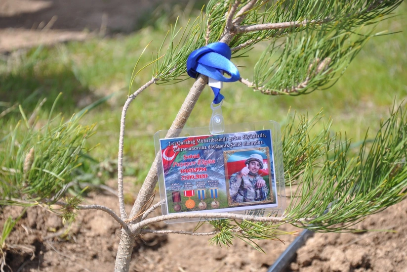 Zəngilanda ağacəkmə aksiyası keçirilib