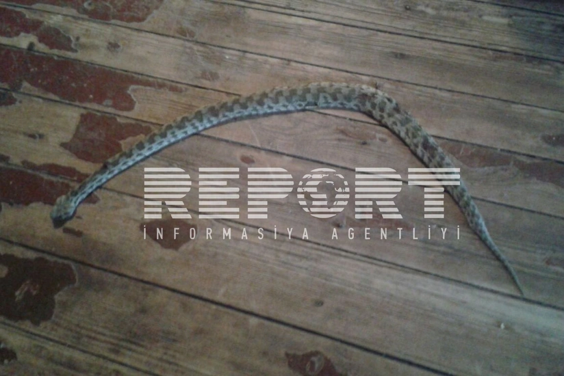 Məcburi köçkünün evinə ilan girib - FOTO