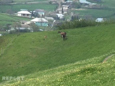​Cəlilabadda 50 başdan çox at oğurlanıb - FOTO