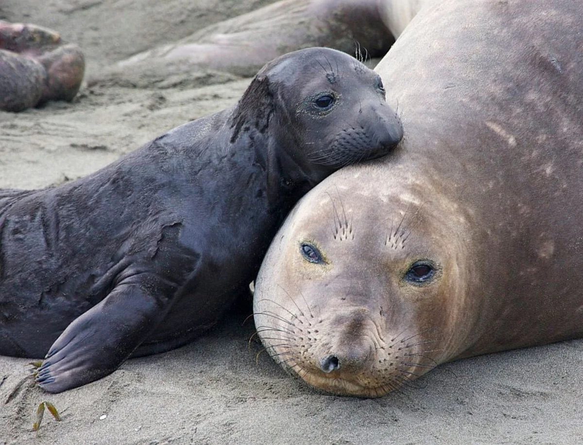 Around 2,500 baby elephant seals found dead on shore in Argentina