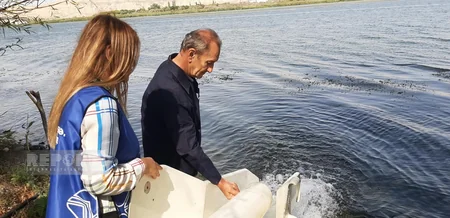 Мехман Ахундов: В Каспийское море выпущено 650 тыс. мальков осетра