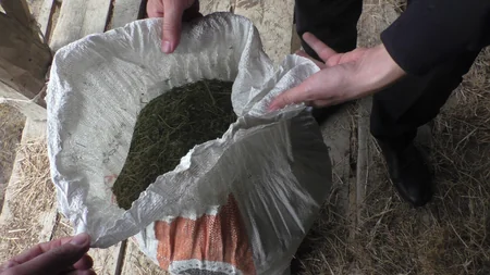Balakəndə üzərində “Kalaşnikov” gəzdirən, torpağın altında narkotik gizlədənlər ifşa ediliblər