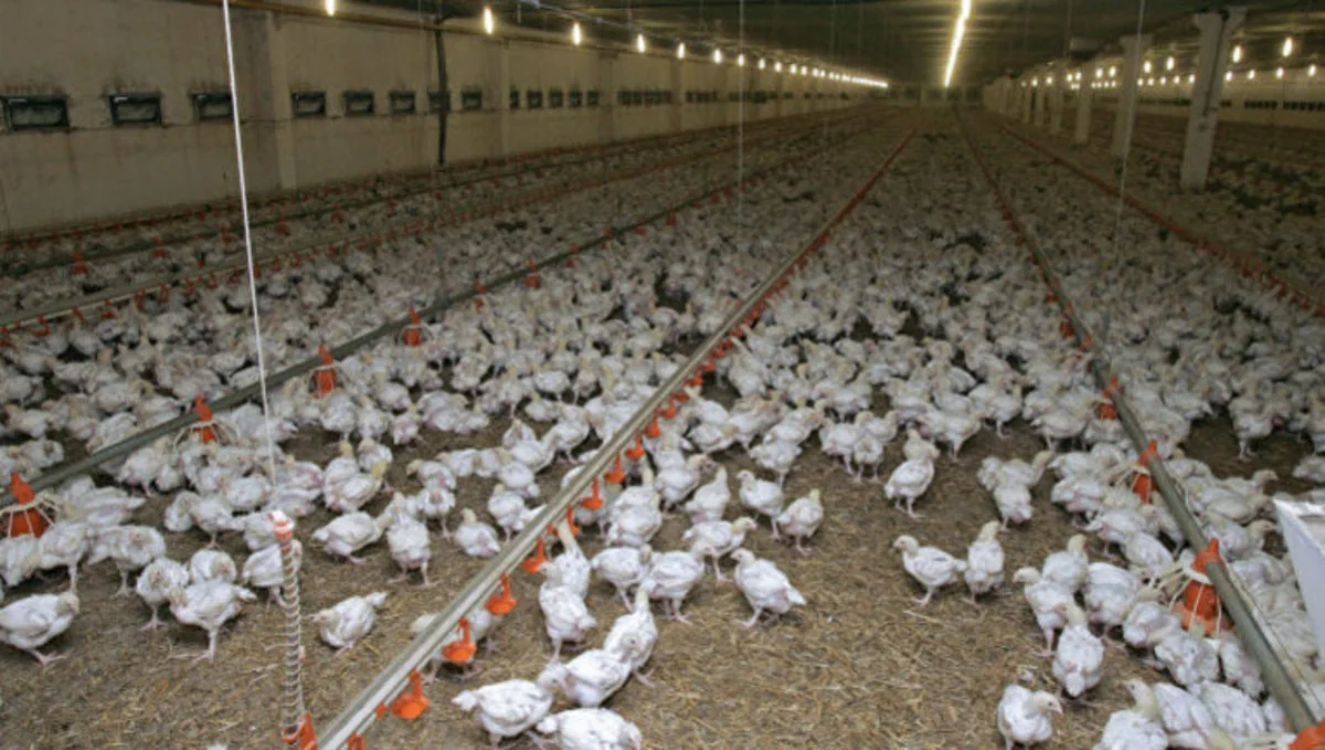 Bolqarıstanda 430 min ev quşu H5N1 virusuna yoluxub